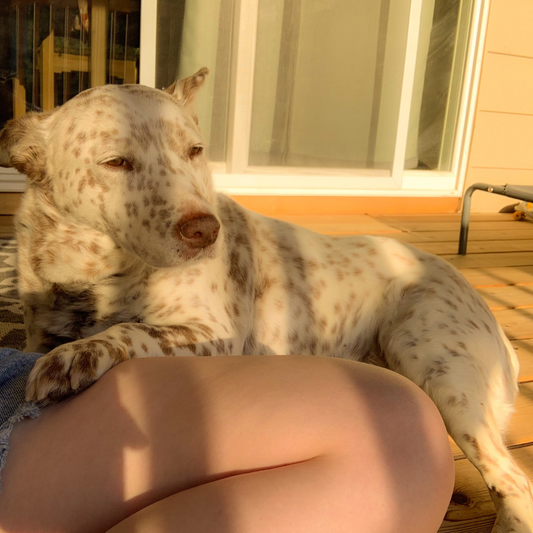 Illuminate! Grief, Growth and Doggie Messages