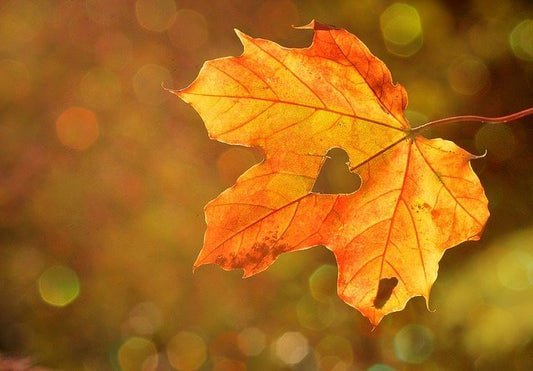 Chakratopia Blog Autumn Equinox Chakra Balancing Dani Tworek Remote Healing